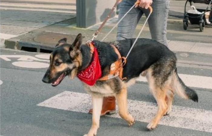 “El perro son mis ojos”, un hombre con discapacidad visual gana su caso de discriminación