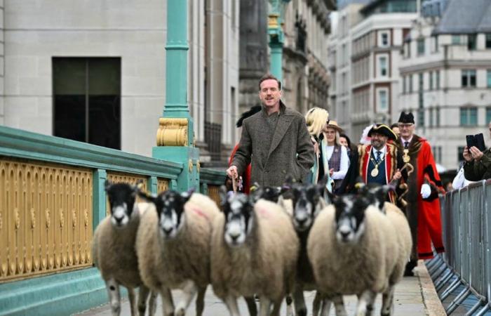 El actor Damian Lewis cruza un puente de Londres con ovejas