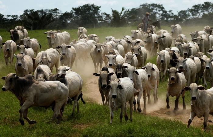 “La agricultura industrial está en quiebra”