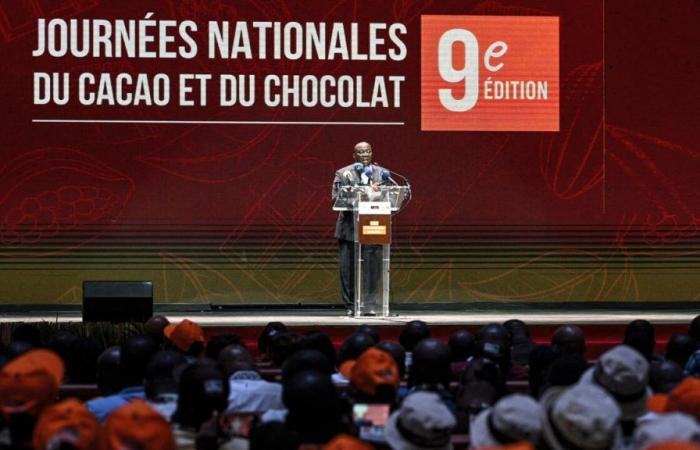 Aumento significativo del precio del cacao, aunque más ligero que el precio mundial.