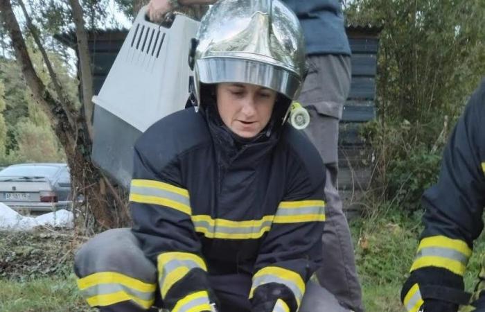 Los bomberos del SDI junto a la cama de un buitre leonado debilitado