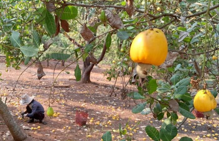 La industria del anacardo se enfrenta al riesgo de un déficit comercial