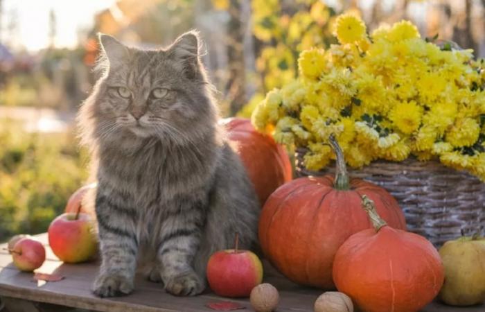 ¿Cuáles son las verduras y frutas del mes de octubre?