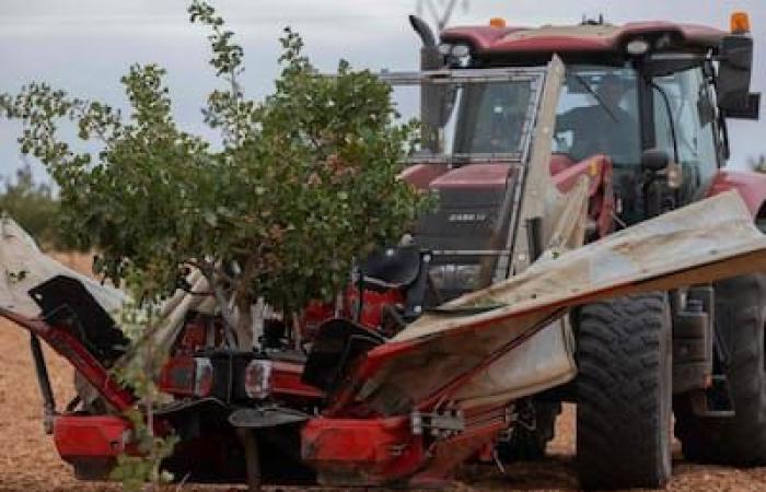 El pistacho más popular que nunca en España debido a las repetidas sequías