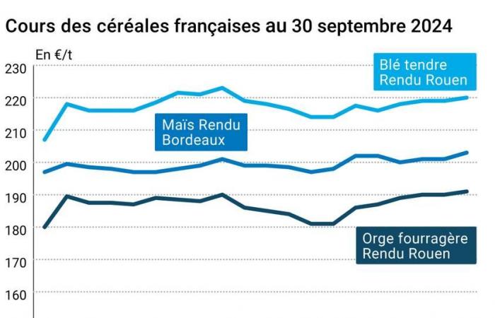 Cereales: los precios del trigo en el mercado físico ruso están aumentando, arrastrando tras de sí a los de Euronext