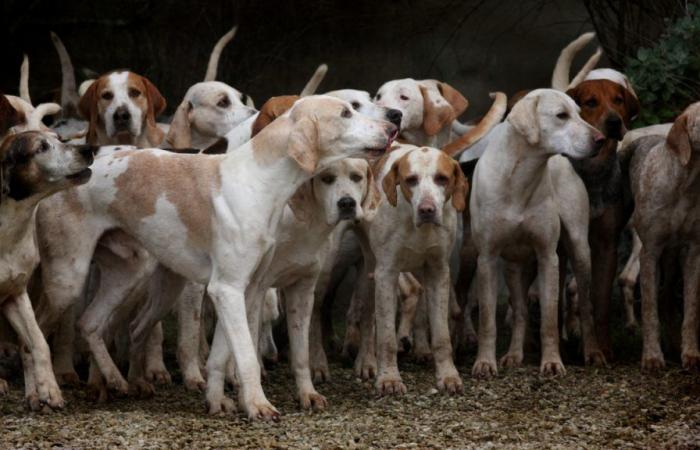 ¿Pronto un parque de atracciones para perros en Alta Saboya?