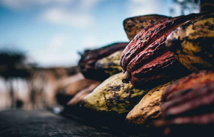 el precio del cacao alcanza un nuevo récord – La Nouvelle Tribune