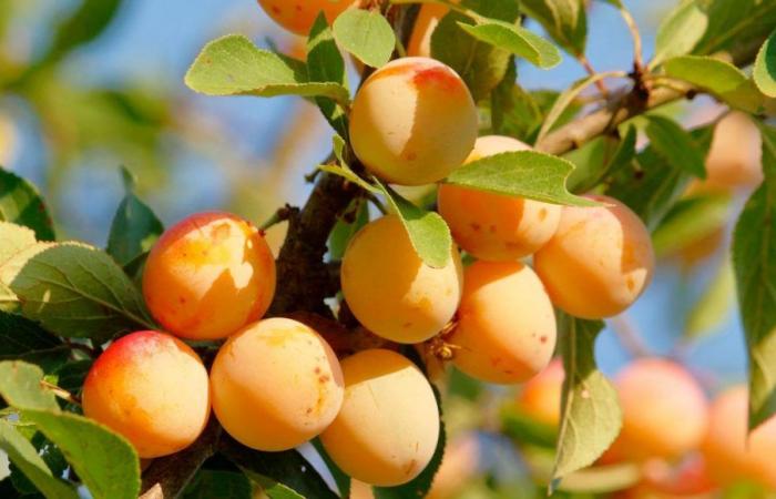 La ciruela mirabel de Lorena, oro en los mercados y en la cocina