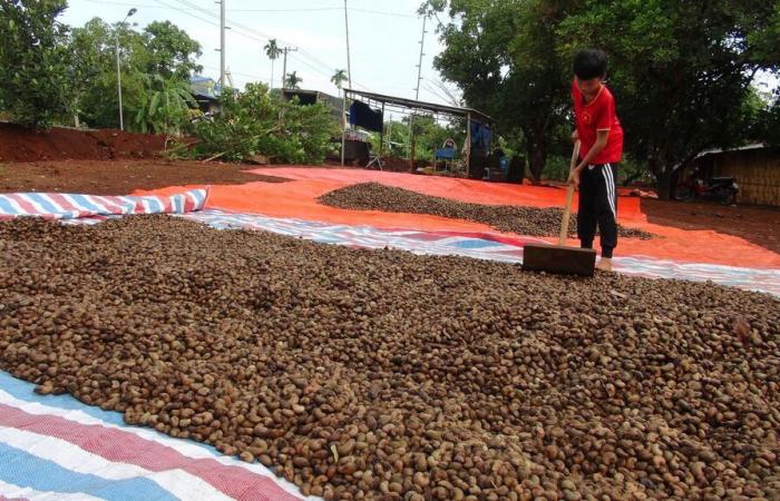 La industria del anacardo se enfrenta al riesgo de un déficit comercial