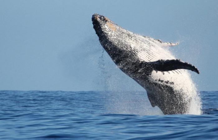 ¿En qué países seguimos cazando este mamífero marino?