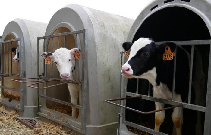 “Los terneros pequeños de leche deben llegar más rápido a los centros de distribución”