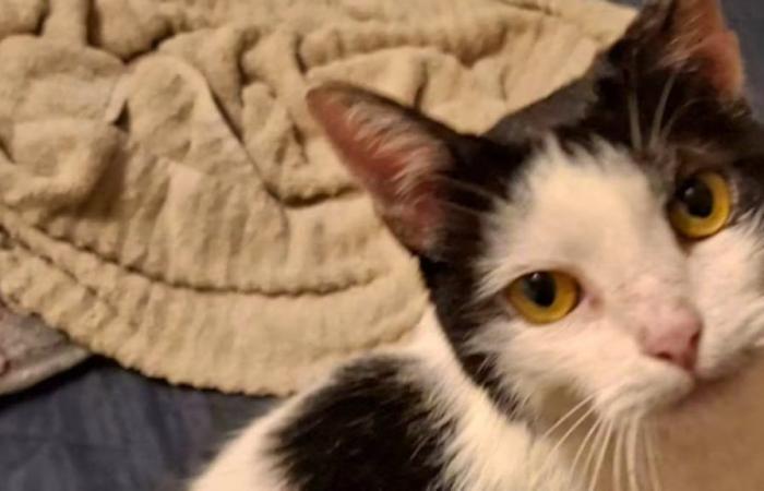 Neptuno, un gato portugués, encontrado en mal estado en Glaris