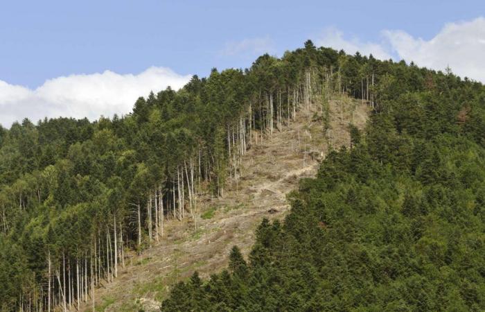 Bajo presión, Bruselas propone retrasar la entrada en vigor del texto que lucha contra la deforestación importada