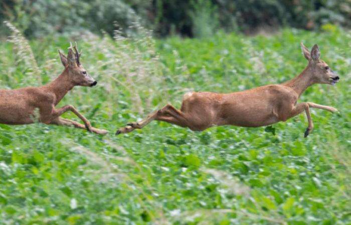 La temporada general de caza está abierta en el Jura.