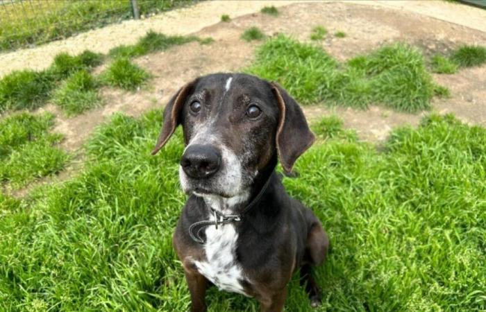 Decano de este refugio SPA, el perro Tao lleva más de dos años esperando su adopción