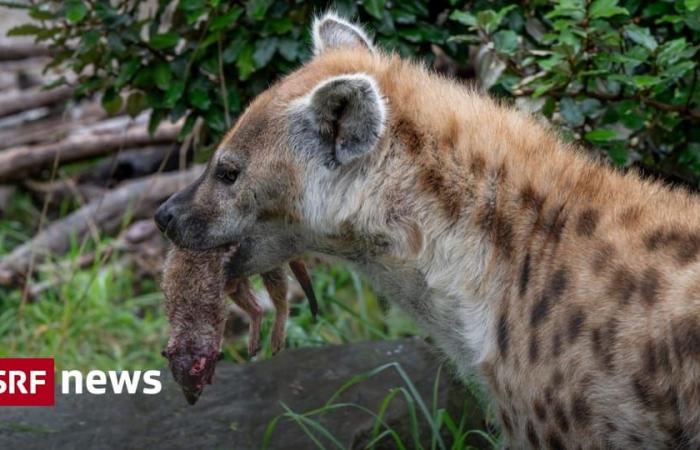 El zoológico de Zurich mata suricatas y las alimenta – Noticias