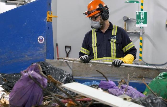 De aquí proviene el olor a “nabo podrido” en Quebec