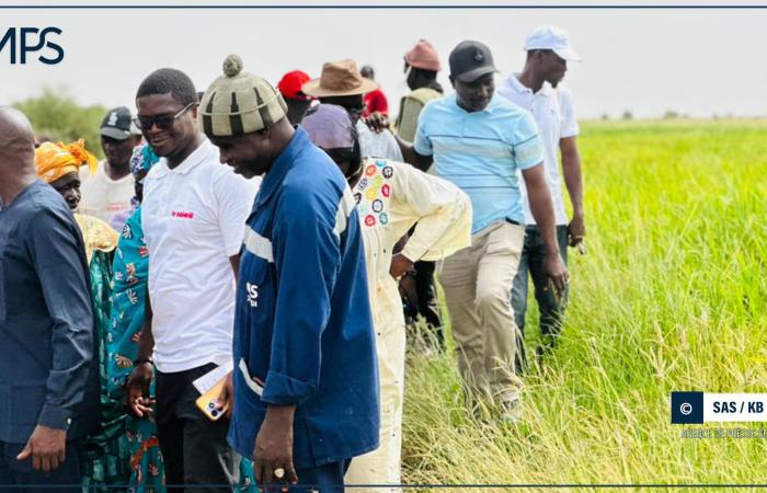 SAED anuncia un refuerzo del equipamiento agrícola – agencia de prensa senegalesa