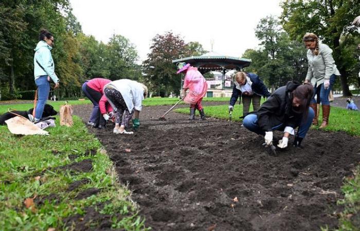 El Octubre Rosa se lanza en Nevers con la plantación de bulbos de tulipanes en el parque de Salengro