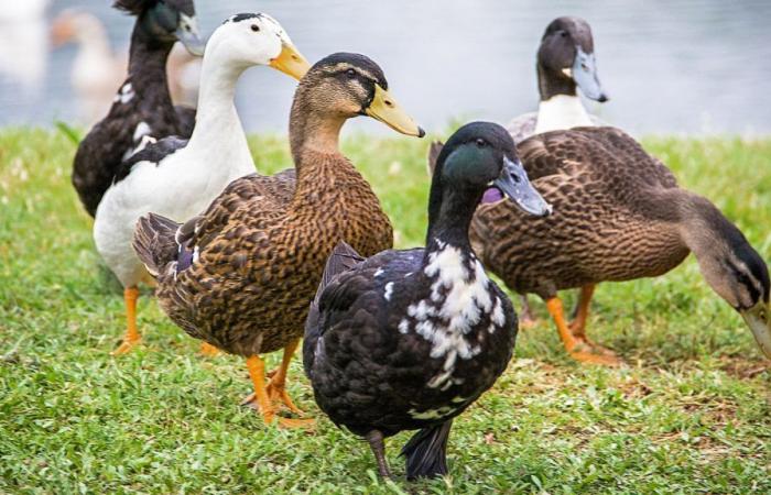 Influenza aviar altamente patógena – Noticias