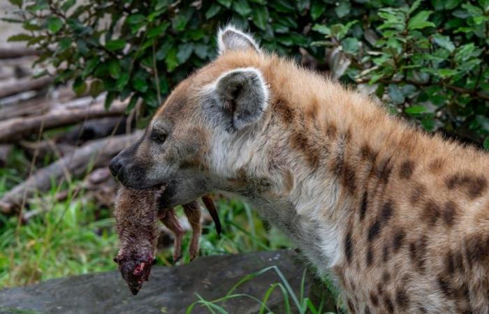 El zoológico de Zurich mata suricatas y las alimenta – Noticias