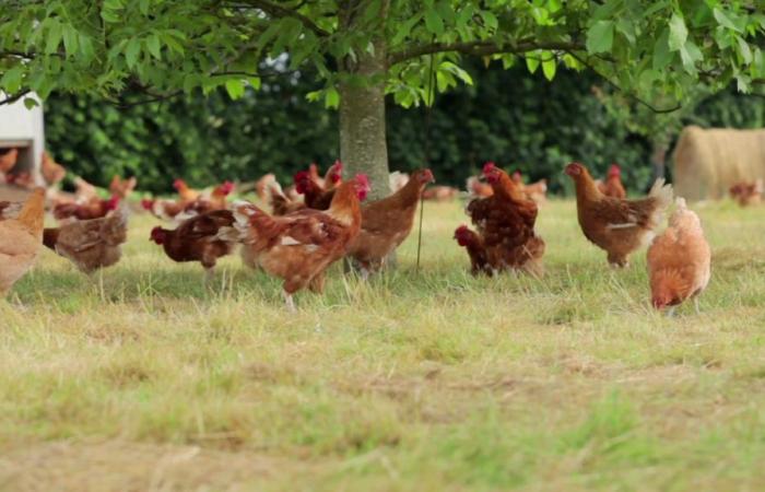 ¿Por qué no baja el precio del filete de pollo?