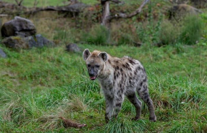 El zoológico de Zurich mata suricatas y las alimenta – Noticias