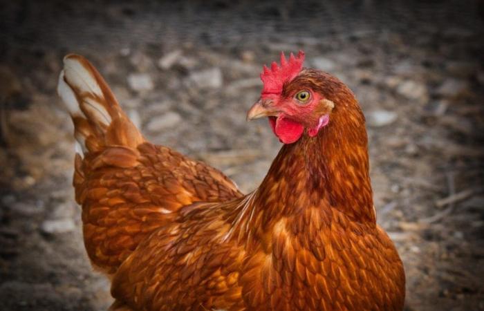 Sena y Marne. Adopta una gallina ponedora para ayudarla a evitar el matadero