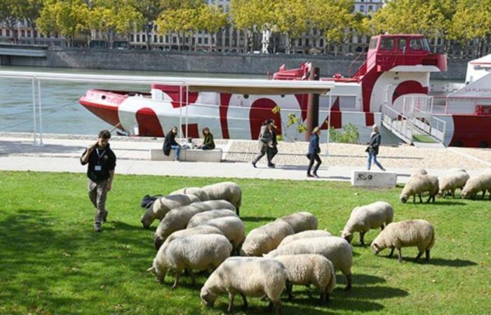 La trashumancia urbana regresa a Lyon