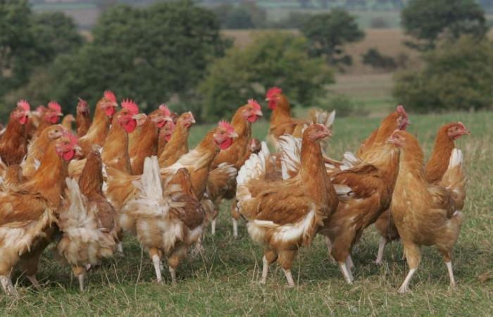 Un nuevo foco en una granja avícola del norte de Finisterre