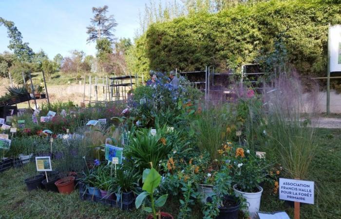 El Día de las Plantas regresa el 13 de octubre a La Bambouseraie en las Cevenas