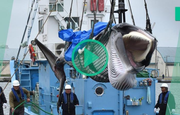 ¿Por qué Japón quiere comer cada vez más ballenas?