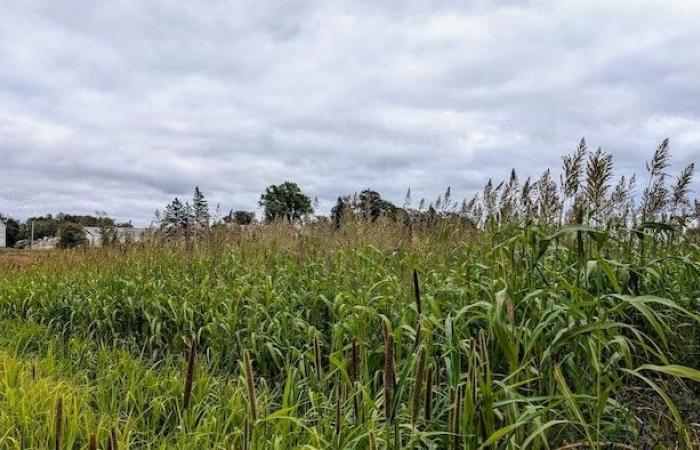 Una planta híbrida para ayudar a los agricultores de cebada y soja