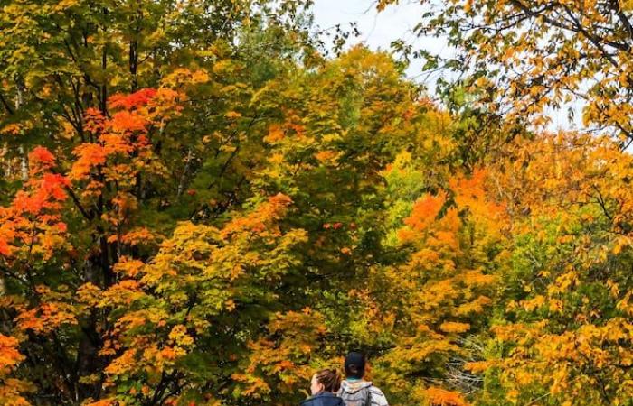 Otra exitosa edición de la Caminata de los Mil Colores