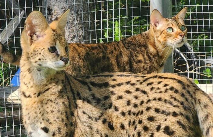 Un serval en la carrera causa un buen susto en Lanaudière