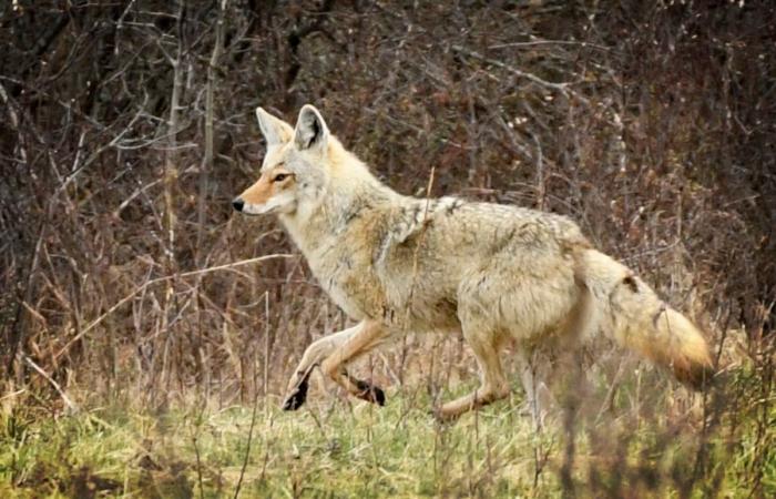 Sí, hay más coyotes (pero los que nos acercamos somos nosotros)