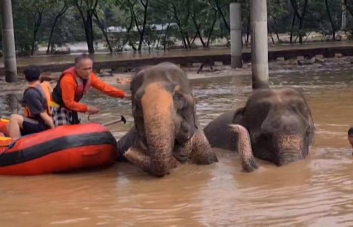 Dos elefantes se ahogaron en un santuario de Chiang Mai, un centenar ya se salvó