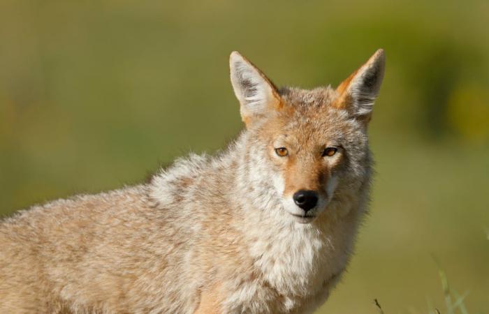 Sí, hay más coyotes (pero los que nos acercamos somos nosotros)