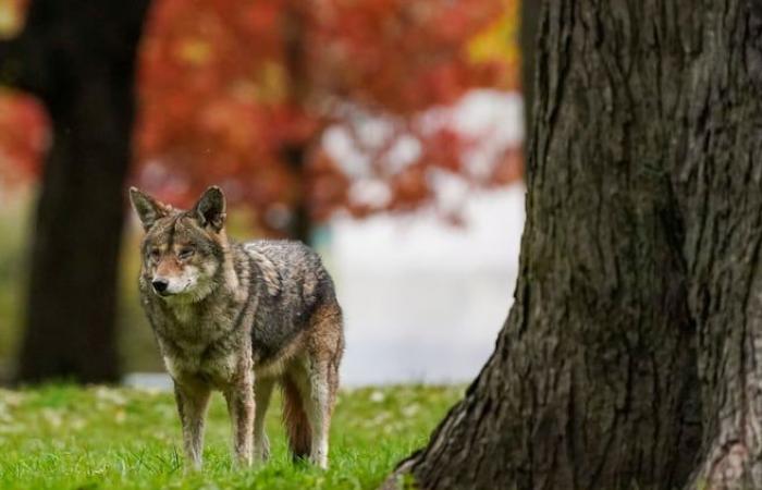 Sí, hay más coyotes (pero los que nos acercamos somos nosotros)