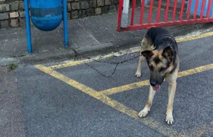 Darko, un joven pastor alemán, encontrado atado a un cubo de basura: la SPA de Charleroi reacciona