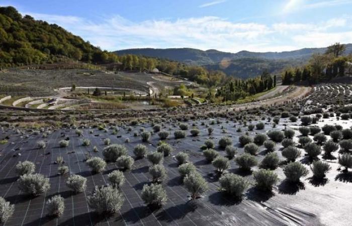 “La noche estrellada” de Van Gogh reproducida en versión gigante en un jardín (fotos)