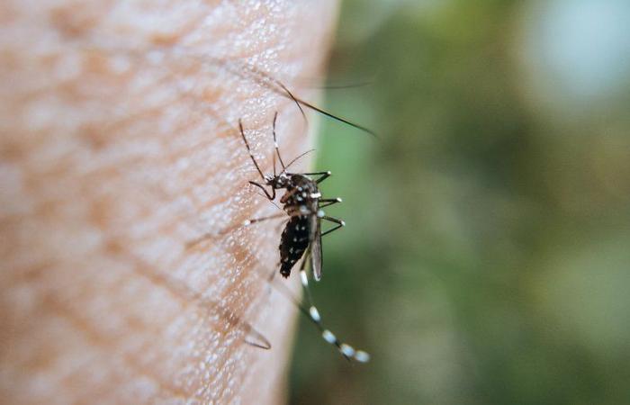 Tercer caso de dengue detectado este año en Ariège, la prefectura ha puesto en marcha una operación de control de mosquitos