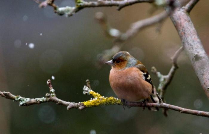 Más de 93.000 aves registradas en EuroBirdwatch en Suiza