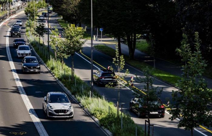 Lausana plantará 1.400 árboles más este año