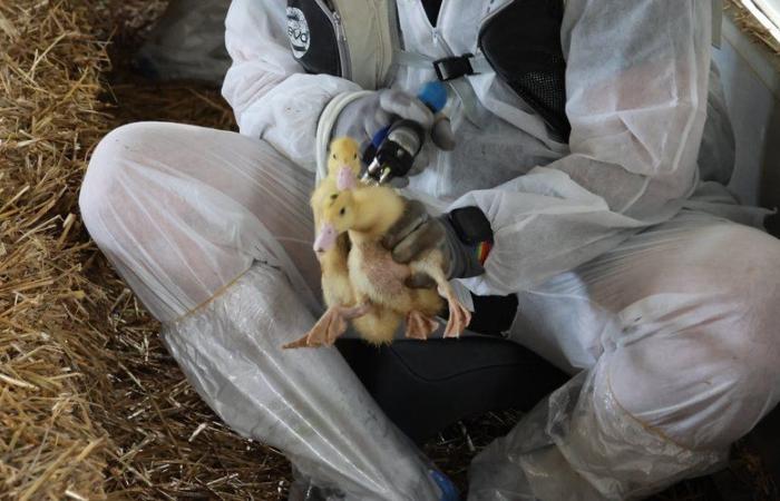 Comienza la segunda campaña de vacunación contra la gripe aviar para criadores de patos