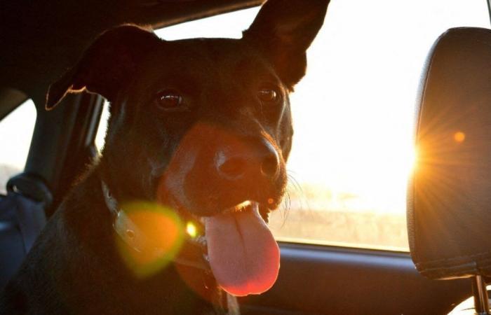 En Morbihan, el ladrón se marcha con el Twingo y el perro en el coche