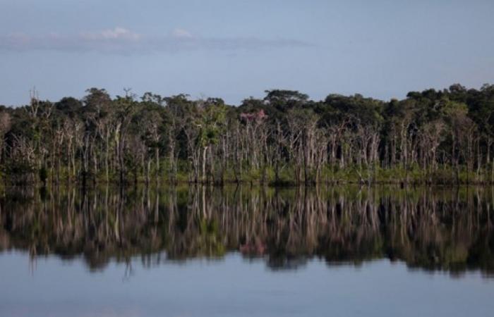 Brasil: aumenta la tala ilegal en la Amazonia