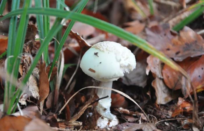 35 gramos de Amanita phalloides pueden matarte en Suiza