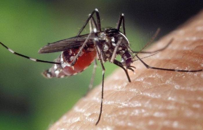 El dengue avanza de forma preocupante en Guadalupe desde hace varias semanas