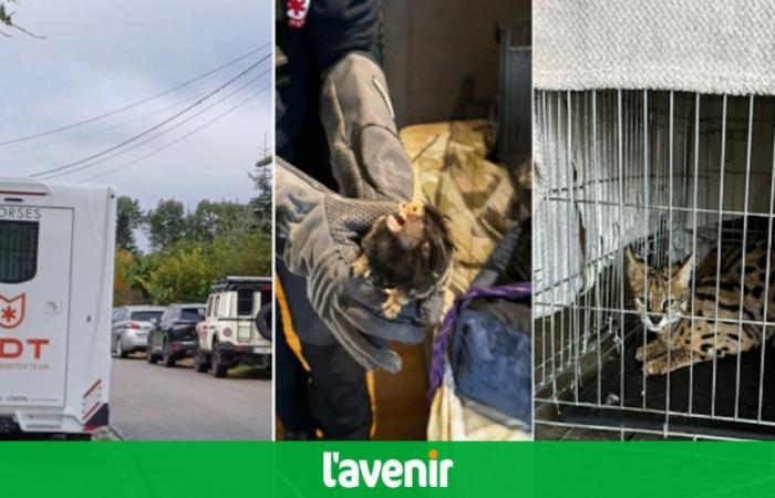 En medio de la búsqueda, la mañana de este jueves, la policía descubrió dos titíes, un serval, un petauro del azúcar (fotos)